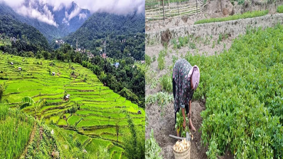नागालैंड यूनिवर्सिटी की स्टडी: अंगामी सीढ़ीदार खेती में पारंपरिक ज्ञान की अहम भूमिका नागालैंड यूनिवर्सिटी की स्टडी: अंगामी सीढ़ीदार खेती में पारंपरिक ज्ञान की अहम भूमिका