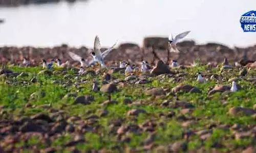 Hirakud वेटलैंड में पक्षियों की घोंसलेबंदी बढ़ी Hirakud वेटलैंड में पक्षियों की घोंसलेबंदी बढ़ी