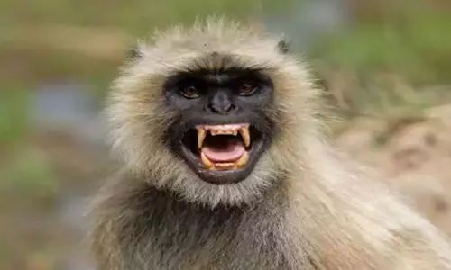 गंजम ज़िले में Monkey के हमले में 10 से ज़्यादा लोग घायल गंजम ज़िले में Monkey के हमले में 10 से ज़्यादा लोग घायल