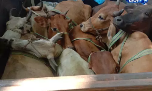 operation in Simdega: 6 मवेशियों के साथ तस्कर गिरफ्तार