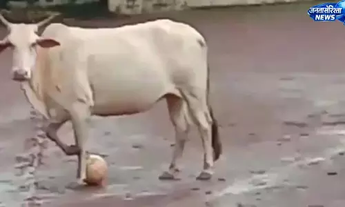 फुटबॉल मैदान में पहुंची गाय, खिलाड़ियों के बीच खेलते हुए वीडियो वायरल फुटबॉल मैदान में पहुंची गाय, खिलाड़ियों के बीच खेलते हुए वीडियो वायरल