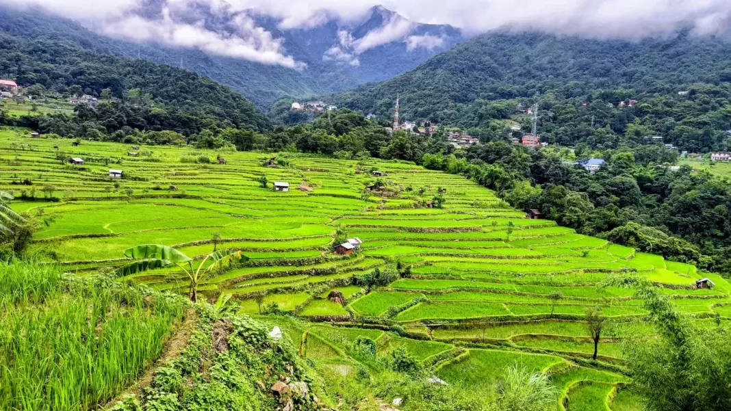 NU की स्टडी में अंगामी लोगों की पारंपरिक सीढ़ीदार खेती पर ज़ोर दिया गया NU की स्टडी में अंगामी लोगों की पारंपरिक सीढ़ीदार खेती पर ज़ोर दिया गया