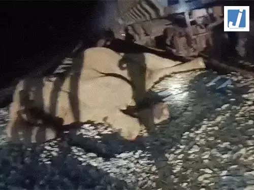 मालगाड़ी की चपेट में आया हाथी, पैर में लगी गंभीर चोट, देखें VIDEO मालगाड़ी की चपेट में आया हाथी, पैर में लगी गंभीर चोट, देखें VIDEO