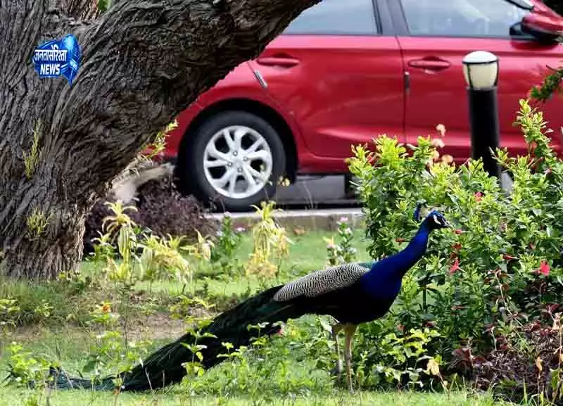 Delhi नेशनल ज़ूलॉजिकल पार्क ने बर्डवॉचर्स के लिए “संडे बर्ड वॉक” शुरू किया Delhi नेशनल ज़ूलॉजिकल पार्क ने बर्डवॉचर्स के लिए “संडे बर्ड वॉक” शुरू किया