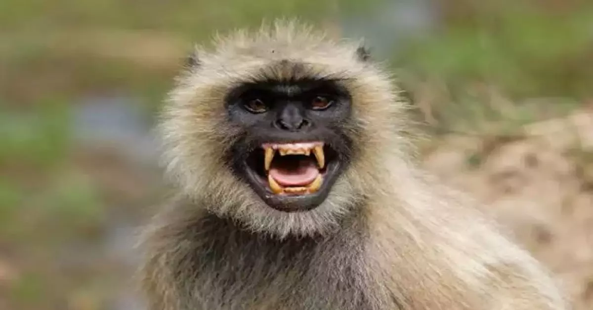 गंजम ज़िले में Monkey के हमले में 10 से ज़्यादा लोग घायल गंजम ज़िले में Monkey के हमले में 10 से ज़्यादा लोग घायल