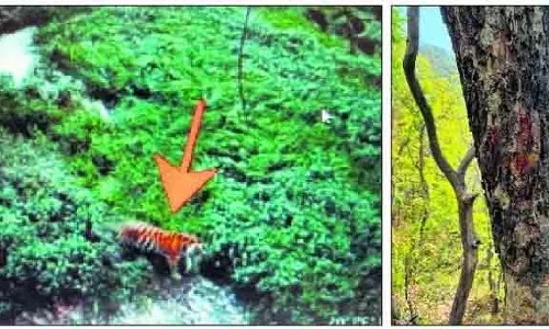 Solan पांवटा के जंगल में बंगाल टाइगर की दुर्लभ झलक Solan पांवटा के जंगल में बंगाल टाइगर की दुर्लभ झलक