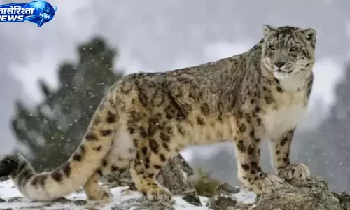 Himachal : ग्रेट हिमालयन पार्क में स्नो लेपर्ड की वापसी Himachal : ग्रेट हिमालयन पार्क में स्नो लेपर्ड की वापसी