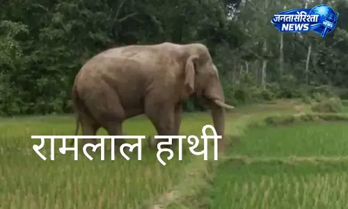 Chakulia: रामलाल हाथी की वापसी से इलाके में हलचल Chakulia: रामलाल हाथी की वापसी से इलाके में हलचल