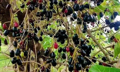 साल में 2 महीने मिलने वाला खास फल