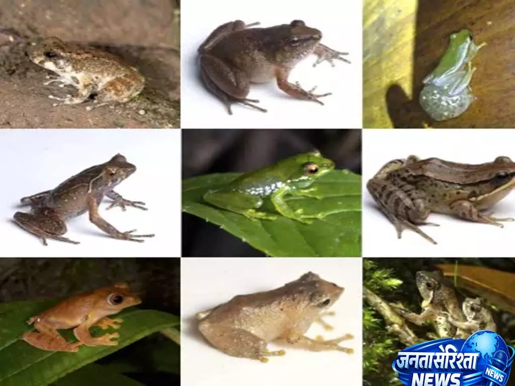 अरुणाचल के वर्षावनों में जैव-विविधता की नई खोज, मेंढकों की आवाज़ें बन रही हैं वैज्ञानिकों का सुराग अरुणाचल के वर्षावनों में जैव-विविधता की नई खोज, मेंढकों की आवाज़ें बन रही हैं वैज्ञानिकों का सुराग