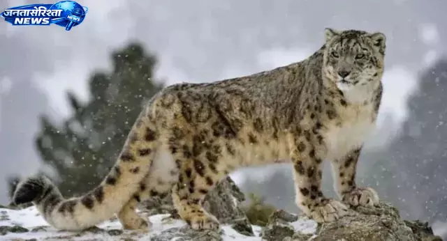 Himachal : ग्रेट हिमालयन पार्क में स्नो लेपर्ड की वापसी Himachal : ग्रेट हिमालयन पार्क में स्नो लेपर्ड की वापसी
