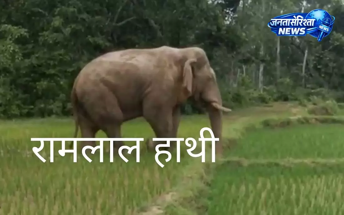 Chakulia: रामलाल हाथी की वापसी से इलाके में हलचल Chakulia: रामलाल हाथी की वापसी से इलाके में हलचल
