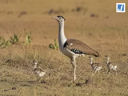 राजस्थान में गोडावण संरक्षण को बड़ी सफलता, 94 हुई संख्या राजस्थान में गोडावण संरक्षण को बड़ी सफलता, 94 हुई संख्या
