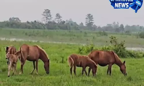 Assam के डिब्रू-सैखोवा में वन्यजीव संकट, घोड़ों का Arunachal Pradesh की ओर रुख Assam के डिब्रू-सैखोवा में वन्यजीव संकट, घोड़ों का Arunachal Pradesh की ओर रुख