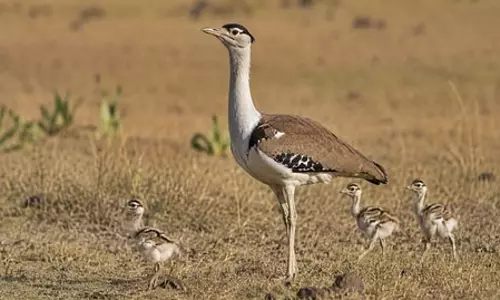 राजस्थान में गोडावण संरक्षण को बड़ी सफलता, 94 हुई संख्या राजस्थान में गोडावण संरक्षण को बड़ी सफलता, 94 हुई संख्या