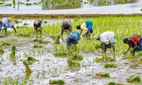 तमिलनाडु: मदुरै में कुरुवई सीजन प्रभावित, सिंचाई को लेकर किसानों की बढ़ी चिंता तमिलनाडु: मदुरै में कुरुवई सीजन प्रभावित, सिंचाई को लेकर किसानों की बढ़ी चिंता