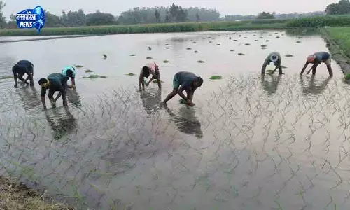 Haryana में धान रोपाई ने पकड़ी रफ्तार