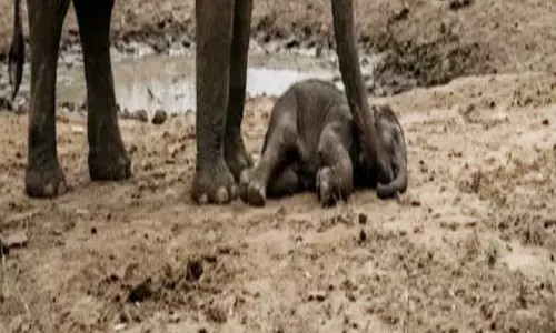 हाथी के 4 शावकों की मौत, एक महीने के आंकड़े हाथी के 4 शावकों की मौत, एक महीने के आंकड़े