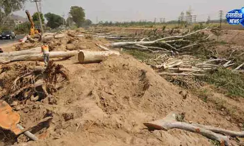 Punjab में अवैध पेड़ कटाई के मामले बढ़े, जांच तेज