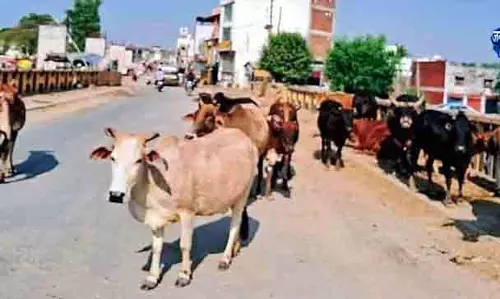 Noorpur में आवारा मवेशियों की समस्या बढ़ी Noorpur में आवारा मवेशियों की समस्या बढ़ी