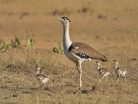 राजस्थान में गोडावण संरक्षण को बड़ी सफलता, 94 हुई संख्या राजस्थान में गोडावण संरक्षण को बड़ी सफलता, 94 हुई संख्या