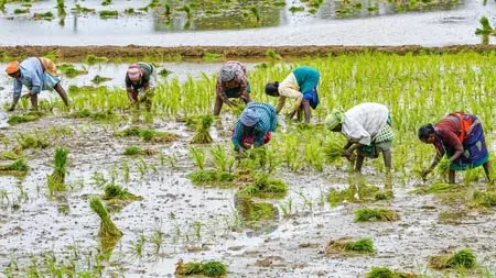 तमिलनाडु: मदुरै में कुरुवई सीजन प्रभावित, सिंचाई को लेकर किसानों की बढ़ी चिंता तमिलनाडु: मदुरै में कुरुवई सीजन प्रभावित, सिंचाई को लेकर किसानों की बढ़ी चिंता