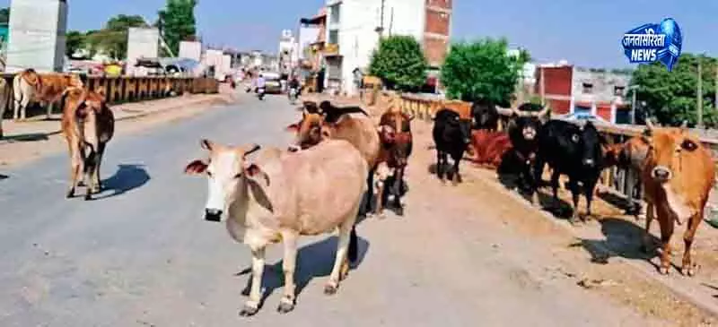 Noorpur में आवारा मवेशियों की समस्या बढ़ी Noorpur में आवारा मवेशियों की समस्या बढ़ी