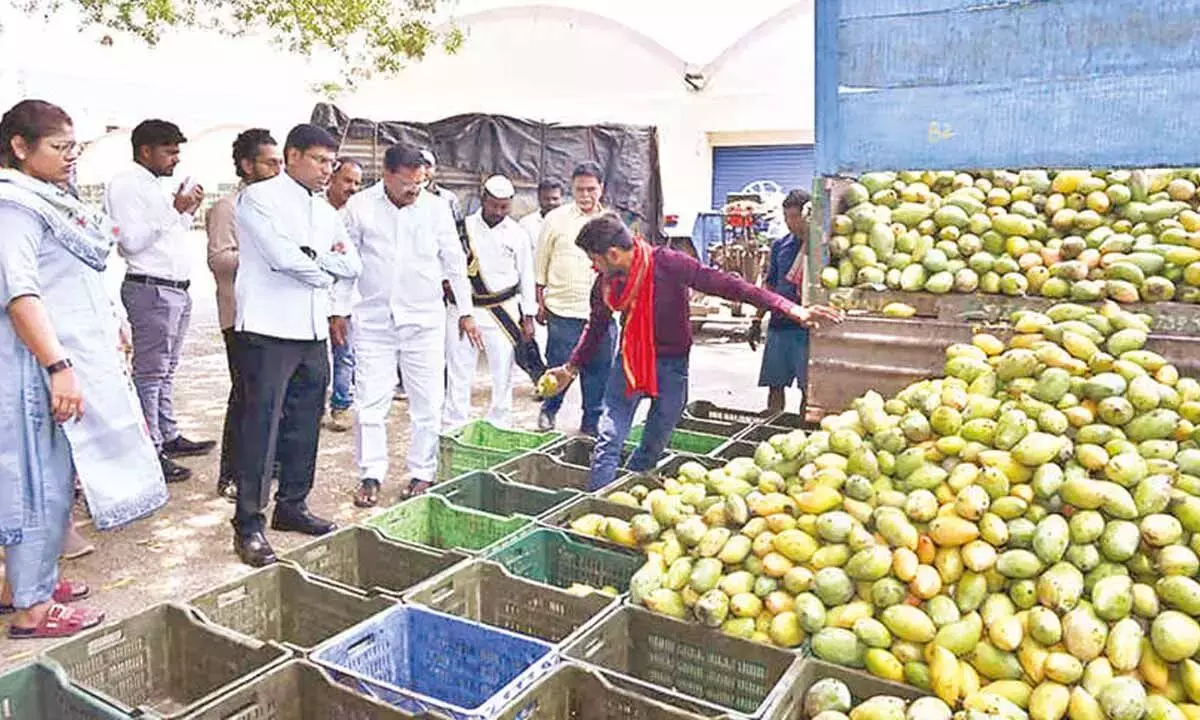 Collector ने कहा कि सरकार तोतापरी आम के लिए कम से कम 6 रुपये प्रति किलो का दाम सुनिश्चित करती है Collector ने कहा कि सरकार तोतापरी आम के लिए कम से कम 6 रुपये प्रति किलो का दाम सुनिश्चित करती है