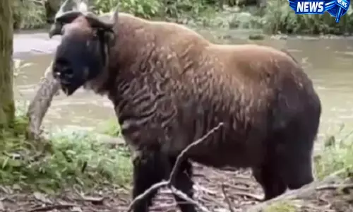कैमरा ट्रैप में कैद हुआ मिशमी ताकिन, North Sikkim की जैव विविधता को मिली नई पहचान