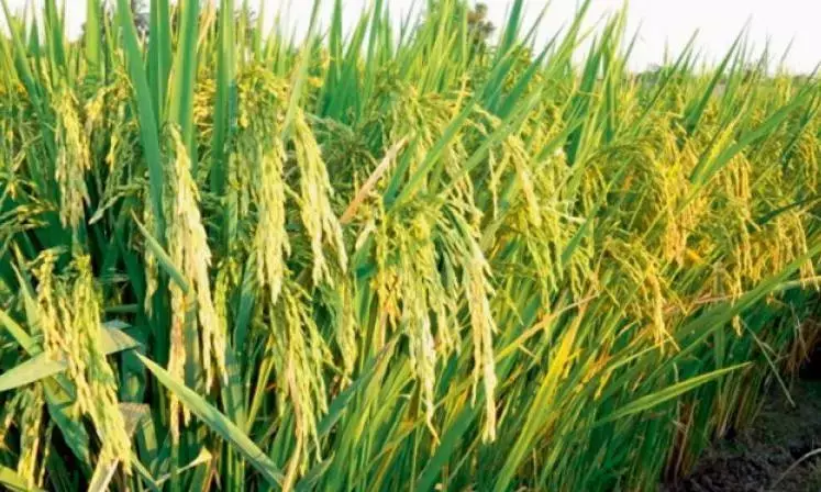 खरीफ़ के लिए राज्य सरकार द्वारा चुनी गई धान की किस्म पर IMD की चेतावनी खरीफ़ के लिए राज्य सरकार द्वारा चुनी गई धान की किस्म पर IMD की चेतावनी