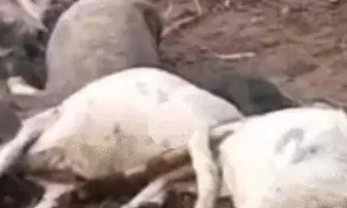 आसमानी बिजली से 40 पशुओं की मौत