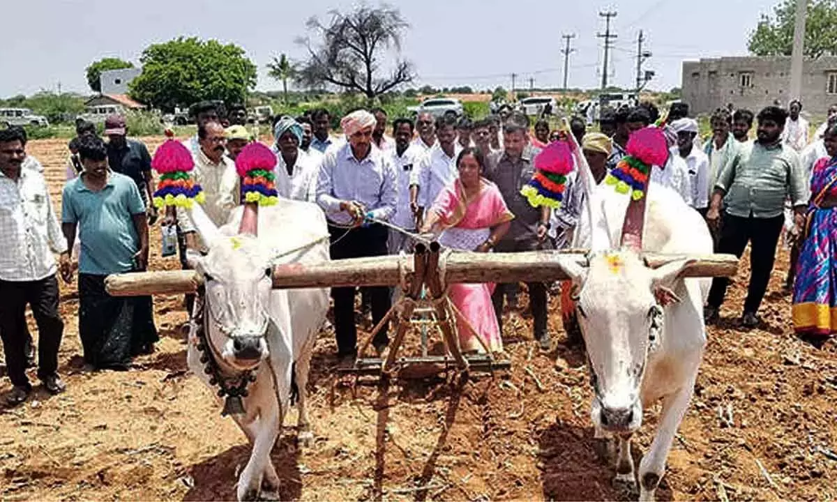 कलेक्टर और MLA ने हल संभाला; शिवपुरम में अरंडी की बुवाई में किसानों का साथ दिया कलेक्टर और MLA ने हल संभाला; शिवपुरम में अरंडी की बुवाई में किसानों का साथ दिया