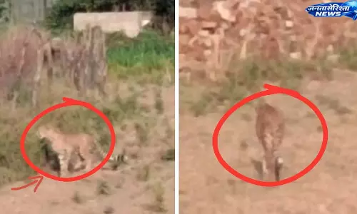 Morena: बकरी का शिकार करने के बाद खेतों में घूमता दिखा चीता, ग्रामीणों में दहशत