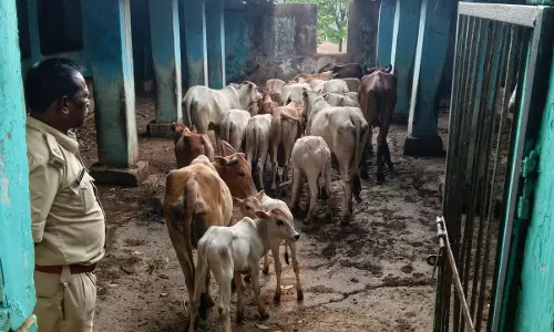 तस्करों के चंगुल से पुलिस ने 20 गौवंश को कराया मुक्त, घने जंगल में रातभर चलाया सर्च ऑपरेशन