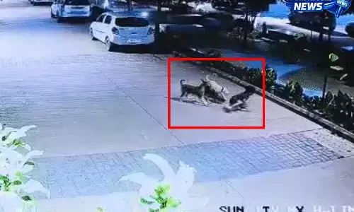 आवारा कुत्तों का 5 वर्षीय बच्चे पर हमला, CCTV में कैद हुई दिल दहला देने वाली घटना आवारा कुत्तों का 5 वर्षीय बच्चे पर हमला, CCTV में कैद हुई दिल दहला देने वाली घटना