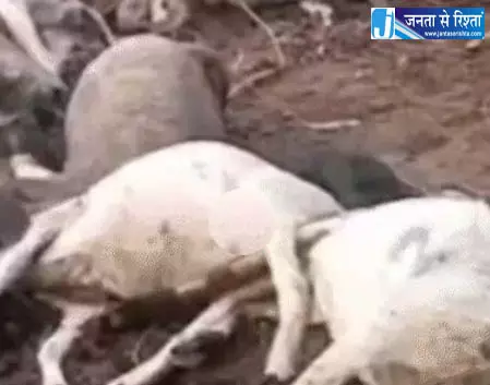 आसमानी बिजली से 40 पशुओं की मौत आसमानी बिजली से 40 पशुओं की मौत