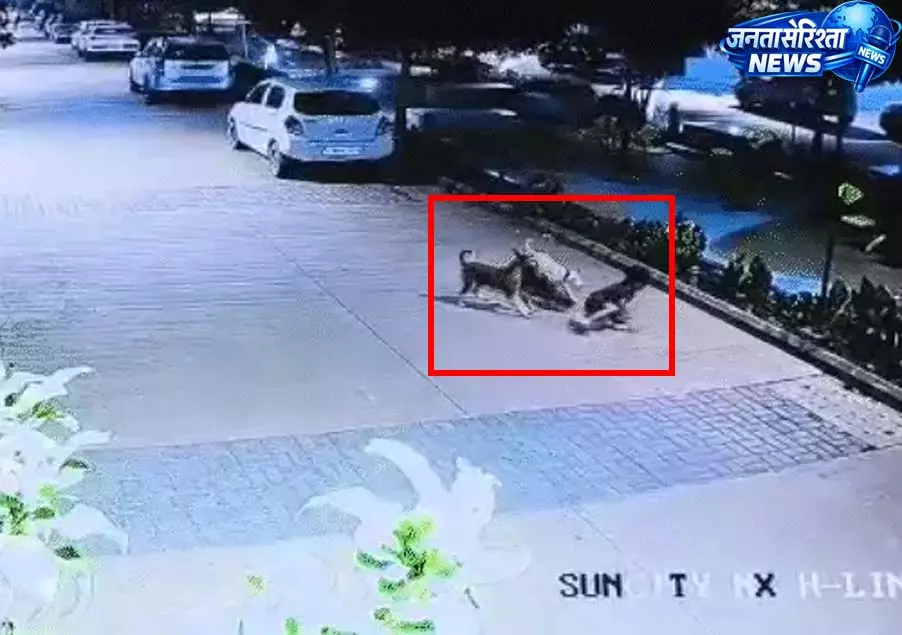 आवारा कुत्तों का 5 वर्षीय बच्चे पर हमला, CCTV में कैद हुई दिल दहला देने वाली घटना