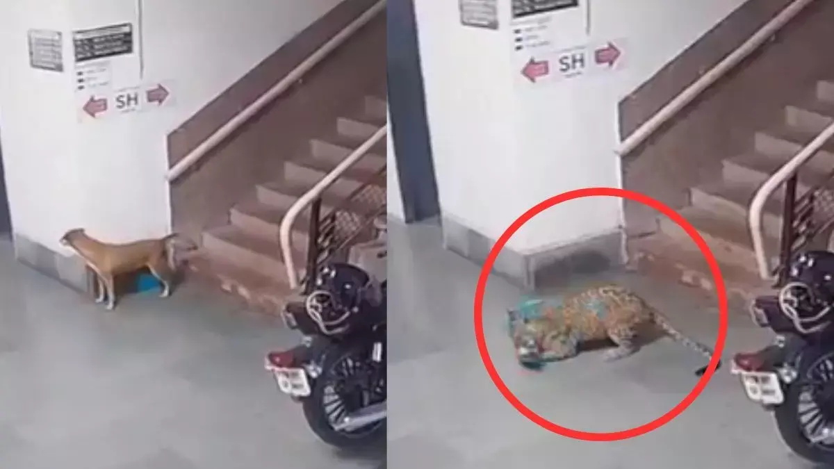 IIT बॉम्बे कैंपस में तेंदुए की दहशत, कुत्ते को घसीट ले जाने का CCTV वीडियो वायरल