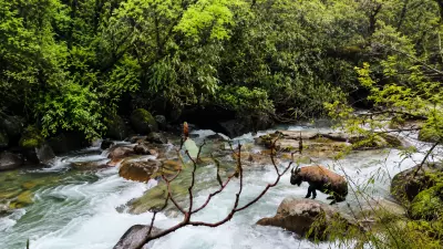 सिक्किम के जंगलों में लौटी उम्मीद, ताकिन की संख्या में हुआ शानदार इजाफा सिक्किम के जंगलों में लौटी उम्मीद, ताकिन की संख्या में हुआ शानदार इजाफा