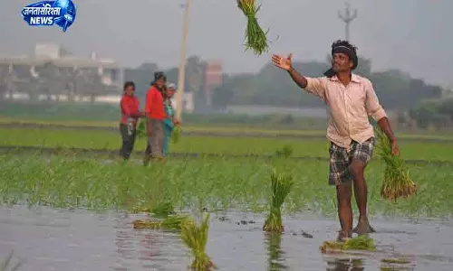 Punjab के खेतों में धान रोपाई करते बिहार के मजदूरों की तस्वीरें Punjab के खेतों में धान रोपाई करते बिहार के मजदूरों की तस्वीरें