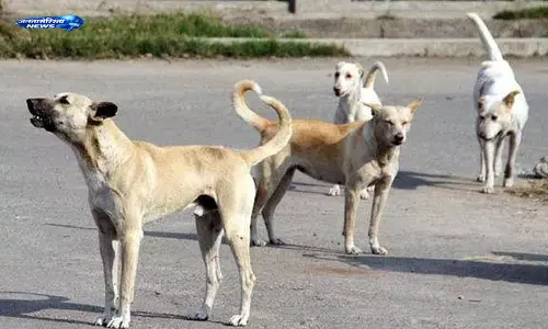 Sarangapur : गणेशपल्ली में आवारा कुत्ते का हमला, 14 लोग घायल