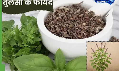 तुलसी: सेहत के लिए फायदेमंद, जानिए सेवन का सही तरीका तुलसी: सेहत के लिए फायदेमंद, जानिए सेवन का सही तरीका