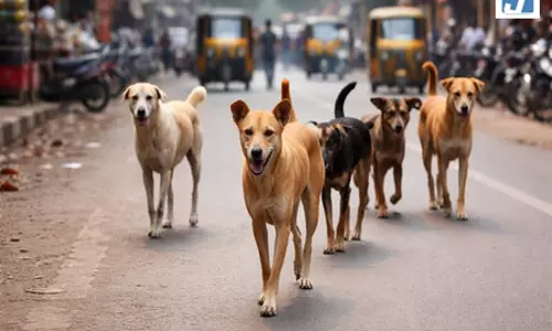 कानपुर में रॉटविलर कुत्तों ने महिला को 13 जगहों पर नोंचा, अस्पताल में हालत गंभीर कानपुर में रॉटविलर कुत्तों ने महिला को 13 जगहों पर नोंचा, अस्पताल में हालत गंभीर