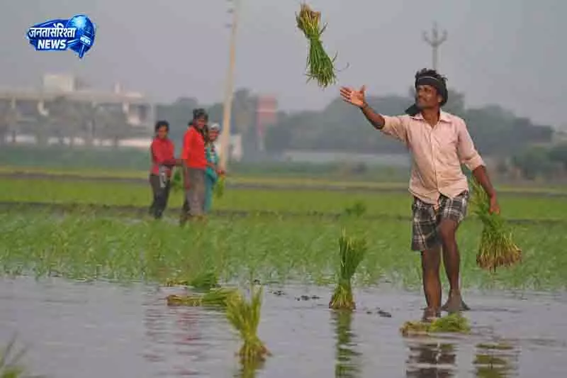 Punjab के खेतों में धान रोपाई करते बिहार के मजदूरों की तस्वीरें Punjab के खेतों में धान रोपाई करते बिहार के मजदूरों की तस्वीरें