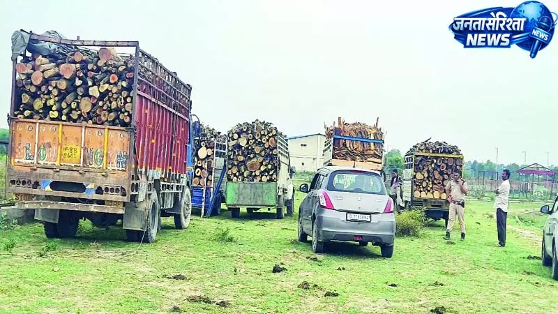लकड़ी से भरी सात बोलेरो और ट्रक जब्त लकड़ी से भरी सात बोलेरो और ट्रक जब्त