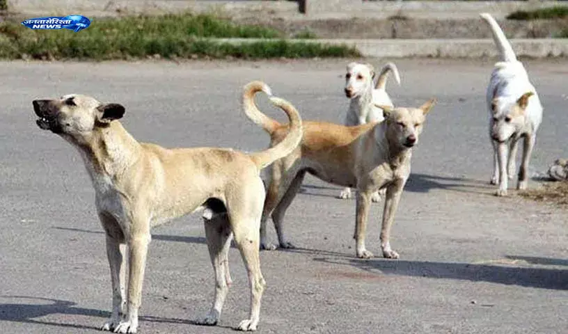 Sarangapur : गणेशपल्ली में आवारा कुत्ते का हमला, 14 लोग घायल Sarangapur : गणेशपल्ली में आवारा कुत्ते का हमला, 14 लोग घायल