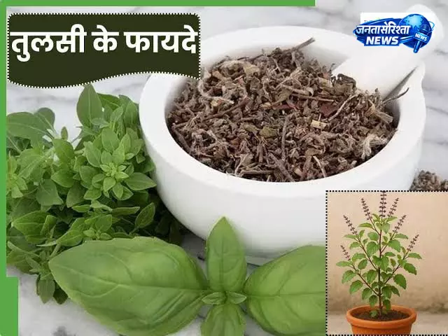 तुलसी: सेहत के लिए फायदेमंद, जानिए सेवन का सही तरीका तुलसी: सेहत के लिए फायदेमंद, जानिए सेवन का सही तरीका