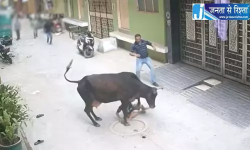 गाय ने मासूम पर किया हमला, गली नंबर 10 में मची चीख-पुकार