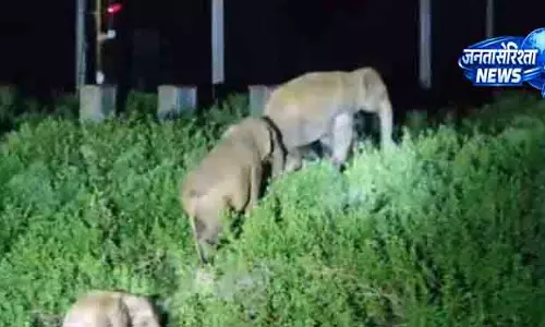 Bondamunda हाथियों के झुंड ने बच्चे की जान बचाई