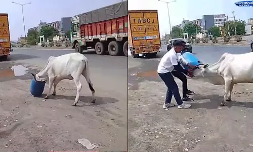 उत्तरी गुजरात में आवारा गाय के सिर में फंसा प्लास्टिक ड्रम, वीडियो वायरल